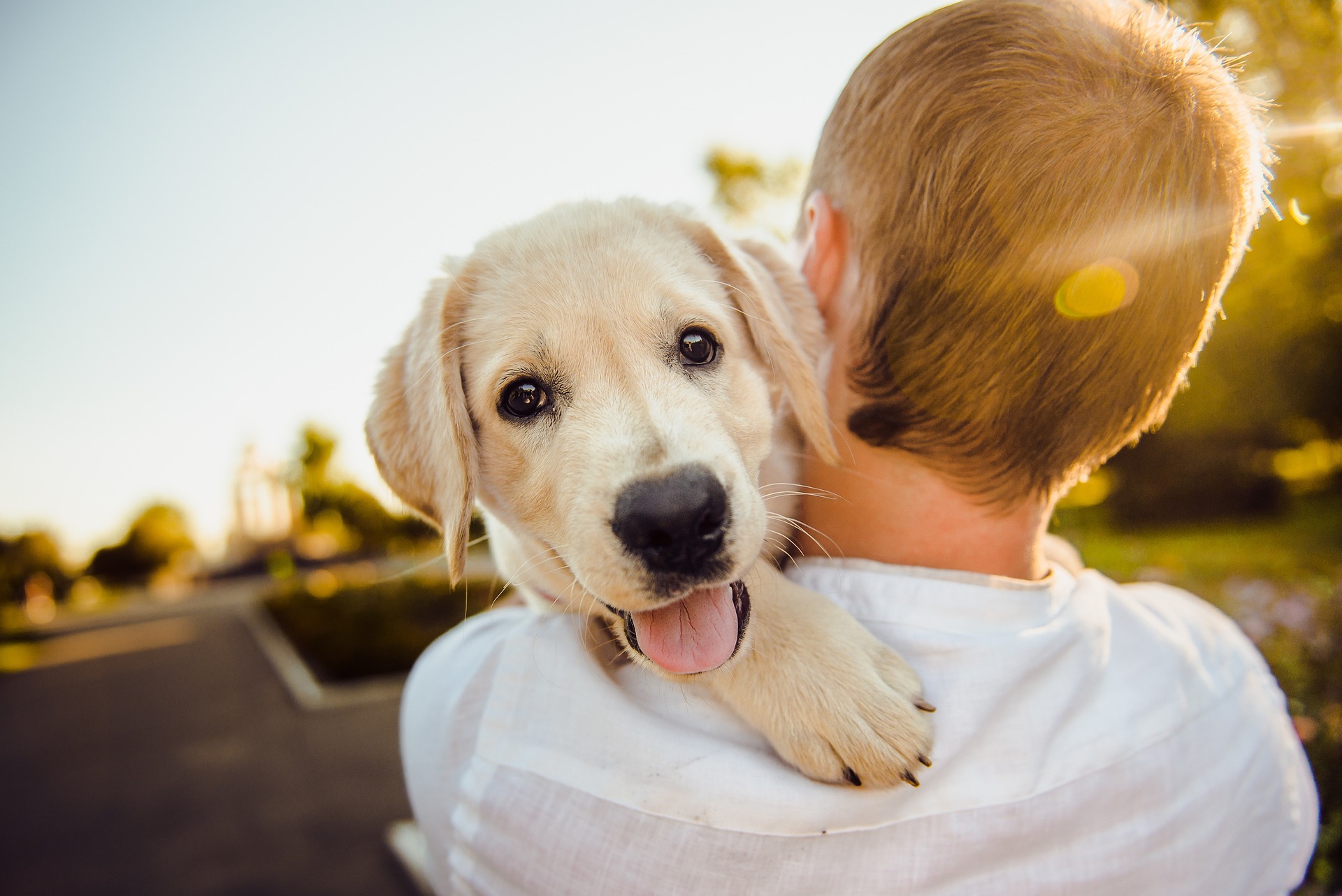 Exploring the Growing Trend of Pet Therapy in Modern Healthcare 